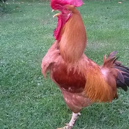 Oda ve Kahvaltı Col Del Vin *