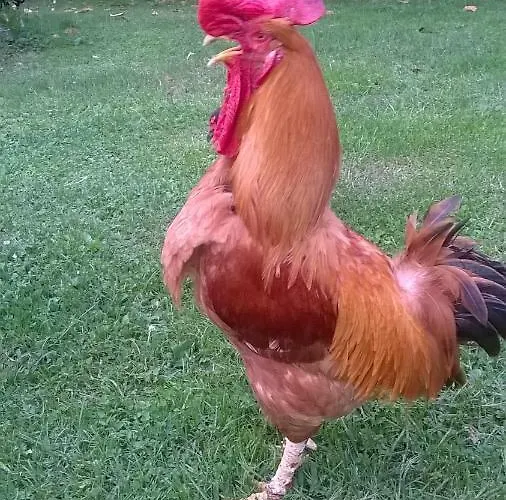 Oda ve Kahvaltı Col Del Vin *